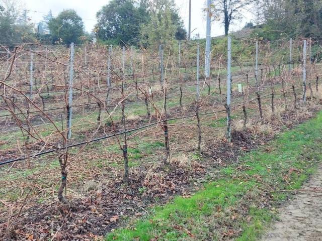 Terreno in vendita a Riolo Terme RA