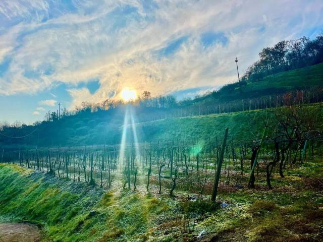 Terreno in vendita a Roncà VR