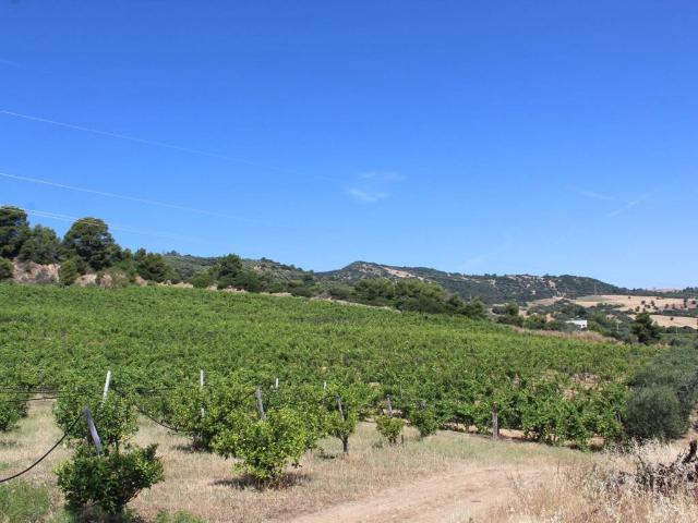 Terreno in vendita a Rocca Imperiale CS