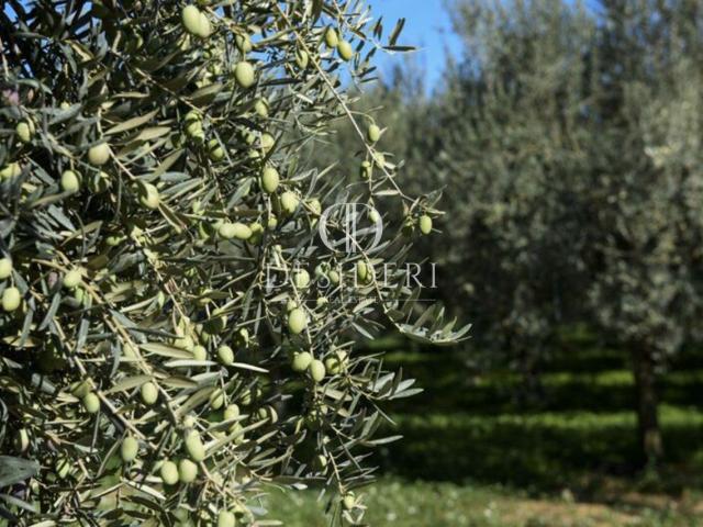 Terreno in vendita a Roccastrada