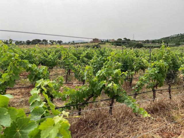 Terreno in vendita a Roccastrada GR