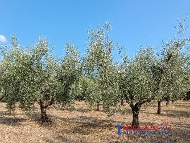 Terreno in vendita a Rosignano Marittimo LI