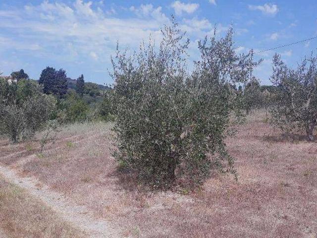Terreno in vendita a Rosignano Marittimo LI