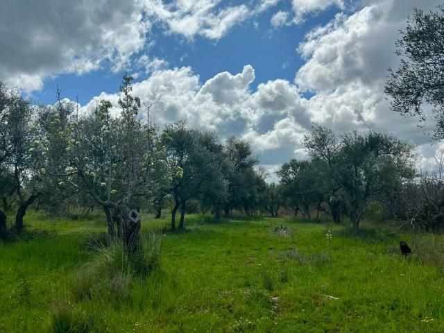 Terreno in vendita a Ruvo di Puglia BA