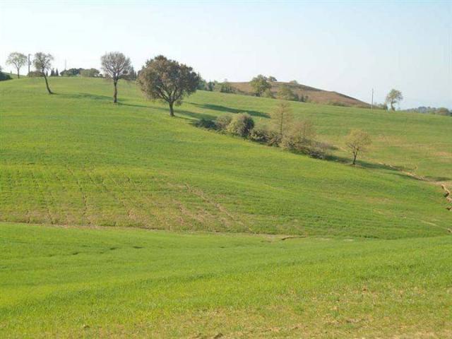 Terreno in vendita a Scansano GR