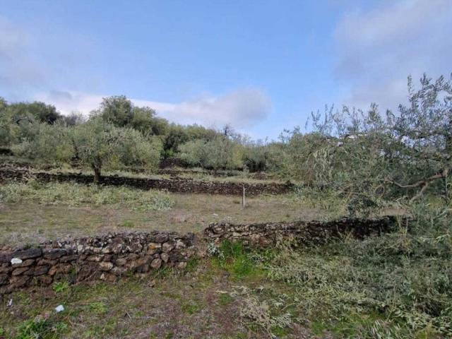 Terreno in vendita a Santa Maria di Licodia CT