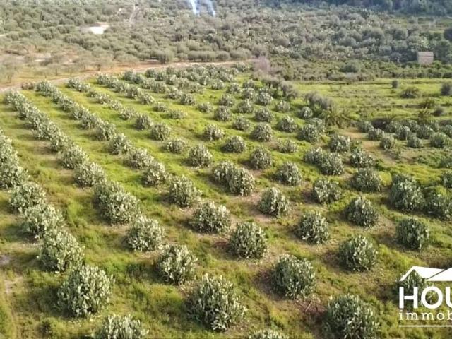 Terreno in vendita a Santa Maria di Licodia CT