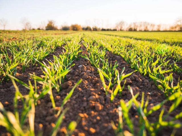 Terreno in vendita a Sant'Angelo di Piove di Sacco PD