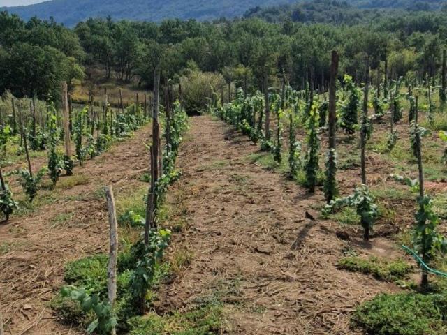 Terreno in vendita a Sant'Agata de' Goti BN