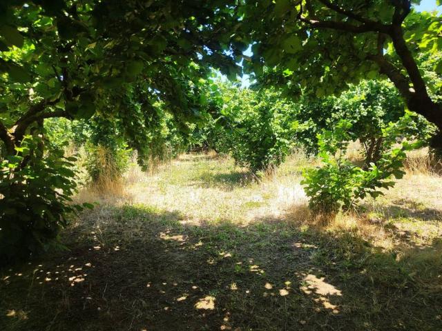 Terreno in vendita a Santo Stefano del Sole AV