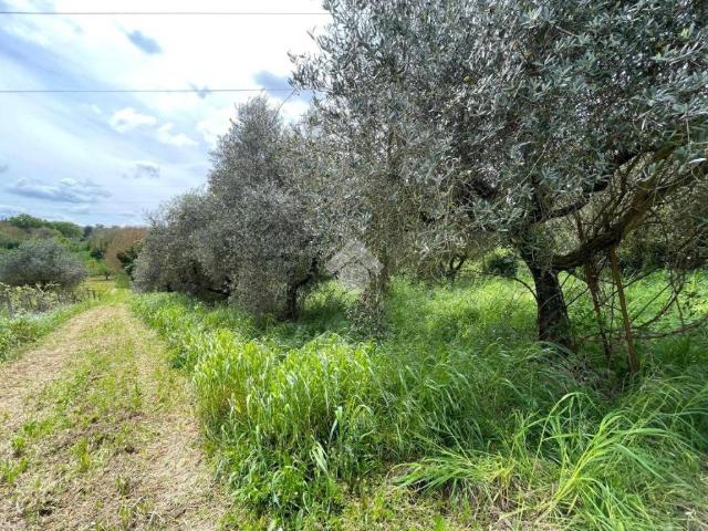 Terreno in vendita a San Cesareo RM