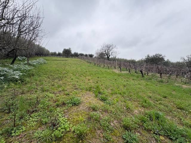 Terreno in vendita a San Clemente RN