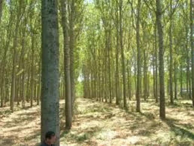Terreno in vendita a San Benedetto Po MN