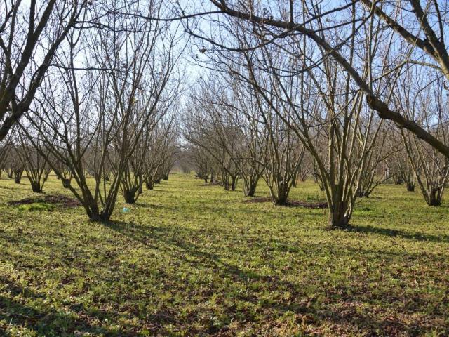 Terreno in vendita a San Giuseppe Vesuviano NA