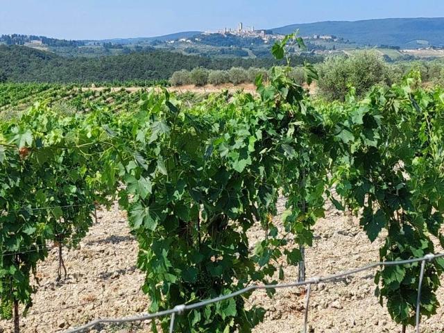 Terreno in vendita a San Gimignano SI