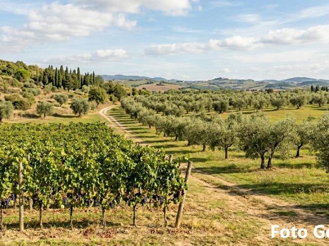 Terreno in vendita a San Miniato PI