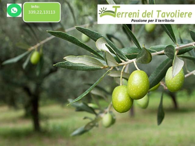 Terreno in vendita a San Severo FG