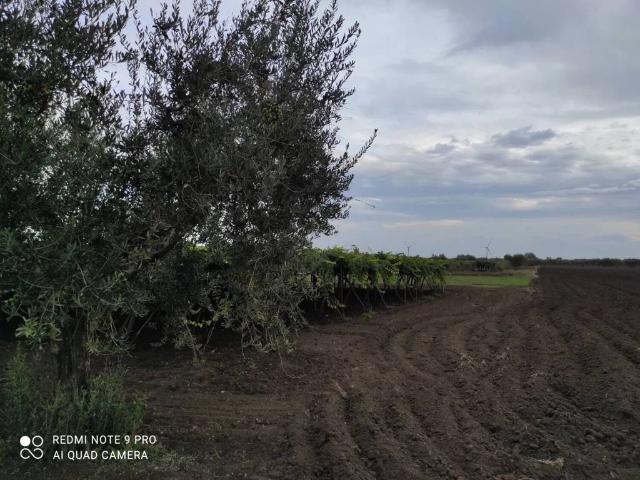 Terreno in vendita a San Severo FG
