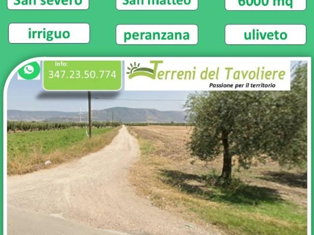 Terreno in vendita a San Severo FG