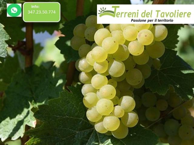 Terreno in vendita a San Severo FG