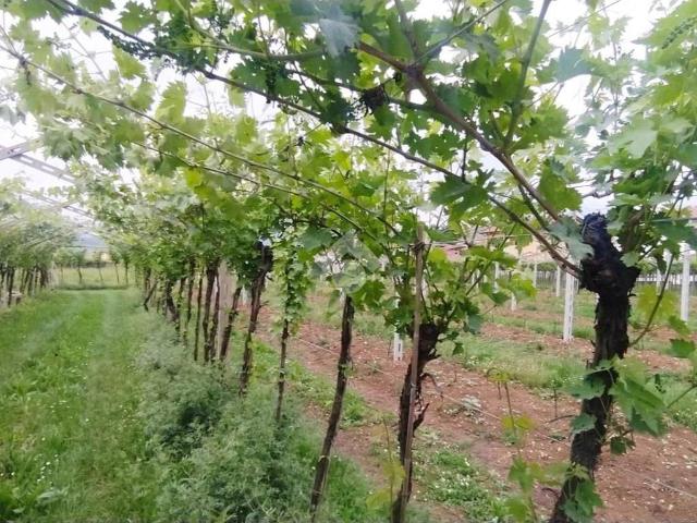 Terreno in vendita a San Pietro in Cariano VR