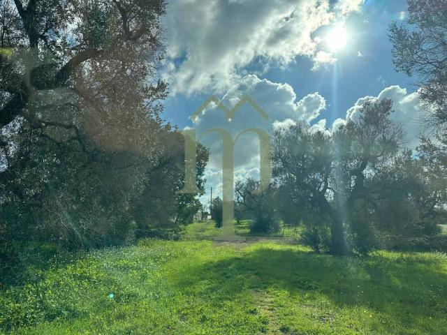 Terreno in vendita a San Vito dei Normanni BR