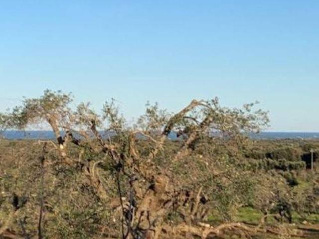 Terreno in vendita a San Vito dei Normanni BR