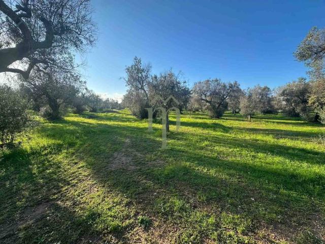 Terreno in vendita a San Vito dei Normanni BR