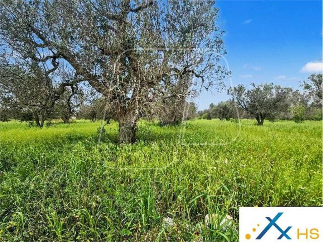 Terreno in vendita a San Vito dei Normanni BR
