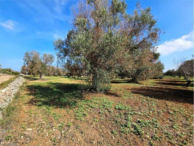 Terreno in vendita a San Vito dei Normanni BR