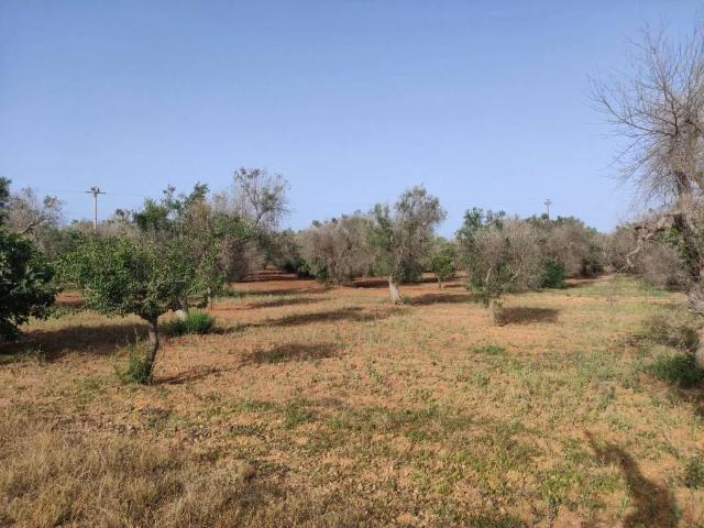 Terreno in vendita a San Vito dei Normanni BR