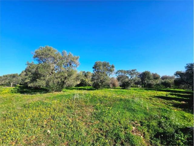 Terreno in vendita a San Vito dei Normanni BR