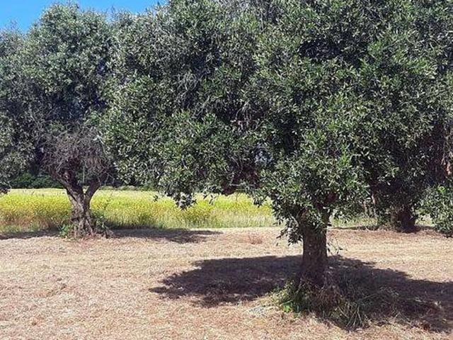 Terreno in vendita a San Vincenzo LI