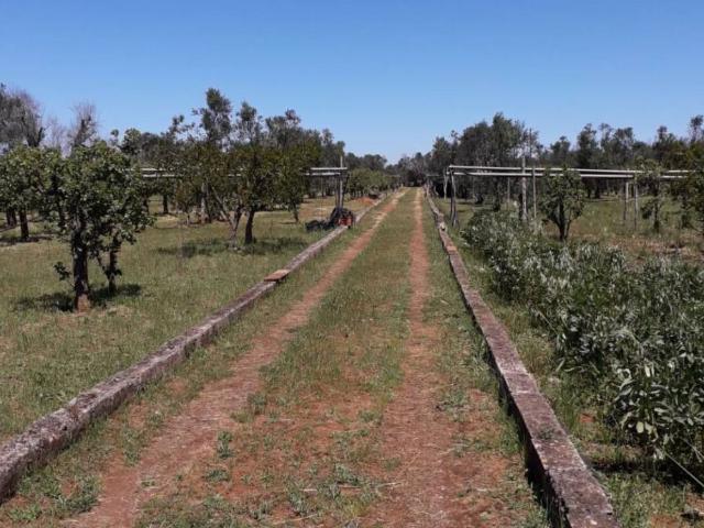 Terreno in vendita a Sannicola LE