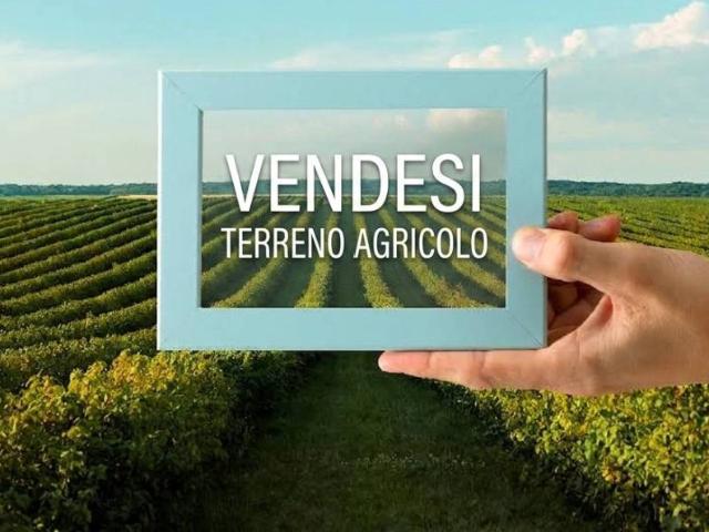 Terreno in vendita a Salussola BI