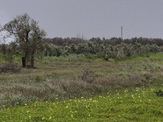 Terreno in vendita a Salice Salentino LE