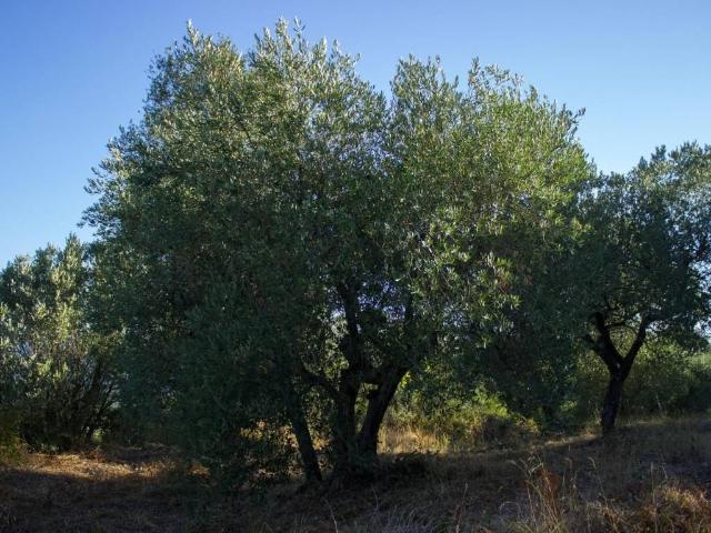Terreno in vendita a Sassari SS