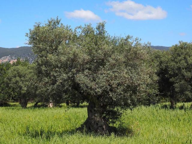 Terreno in vendita a Sassari SS