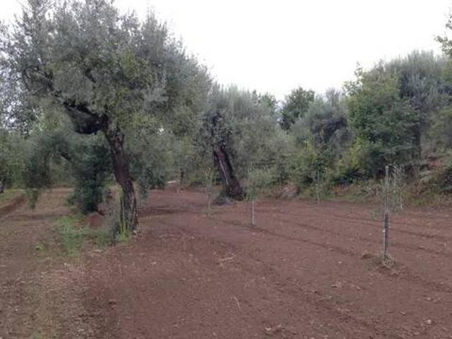 Terreno in vendita a Sessa Aurunca CE