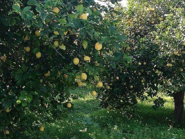 Terreno in vendita a Siracusa SR