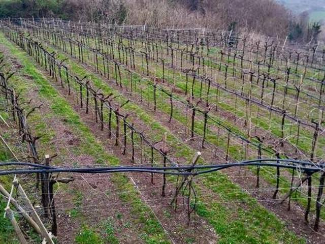 Terreno in vendita a Soave VR