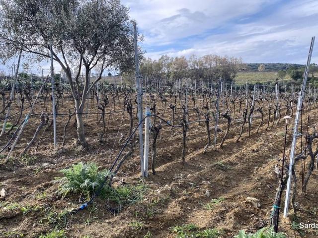 Terreno in vendita a Soleminis SU
