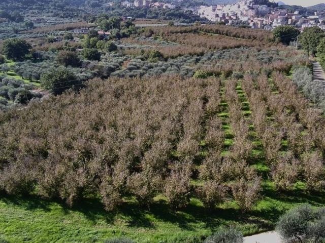 Terreno in vendita a Soriano nel Cimino VT