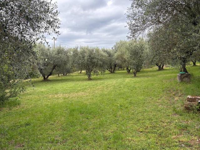 Terreno in vendita a Soriano nel Cimino VT