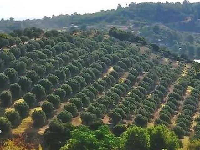 Terreno in vendita a Soverato CZ