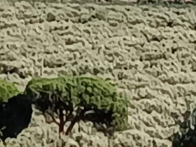 Terreno in vendita a Squillace CZ