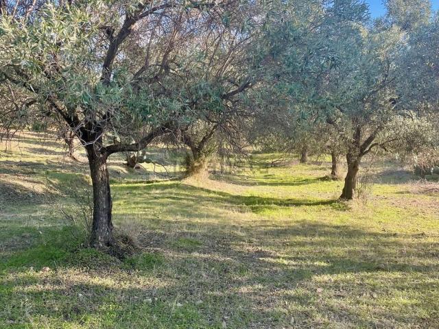 Terreno in vendita di 10500 m² in Località Su Mutrasciu