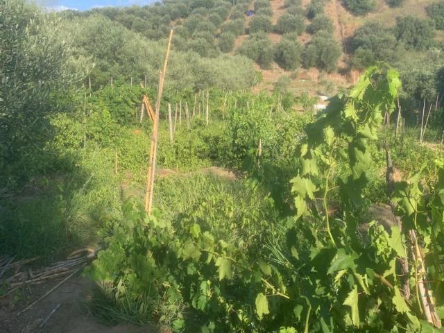 Terreno in vendita di 10605 m² in Contrada Arangia