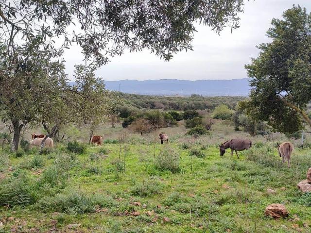 Terreno in vendita di 10846 m²