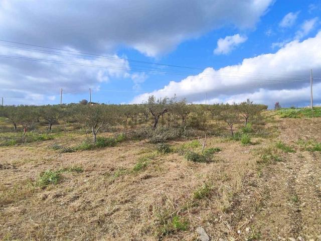 Terreno in vendita di 10000 m²